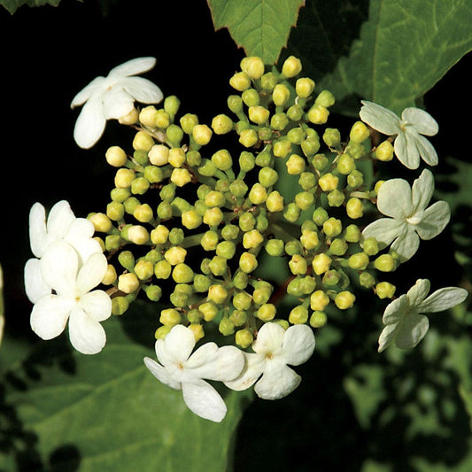 Viburnum 'Compactum'