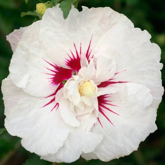 Hibiscus First Editions® Bali™ Rose of Sharon