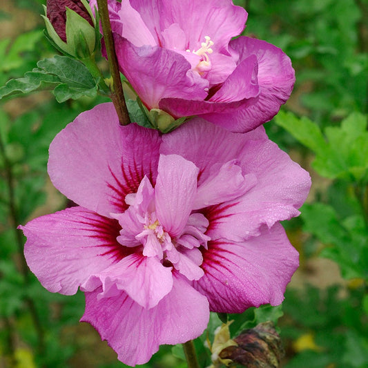 Hibiscus First Editions® Tahiti™ Rose of Sharon
