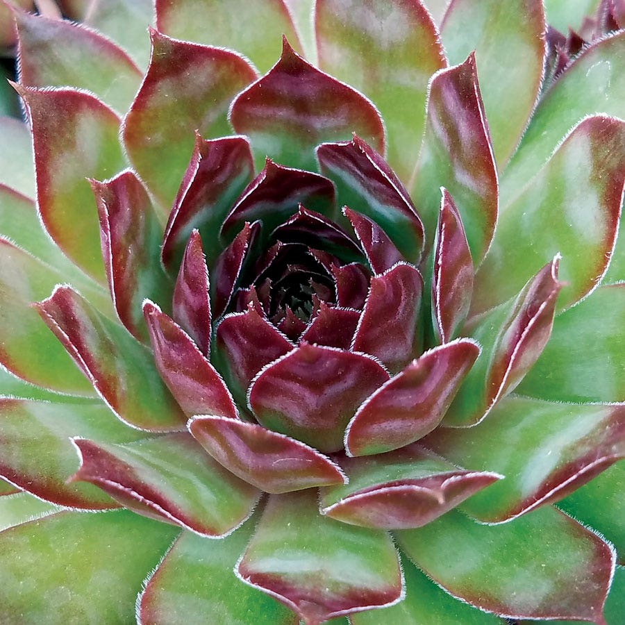 dark red succulent Sempervivum 'Black' – Park Seed