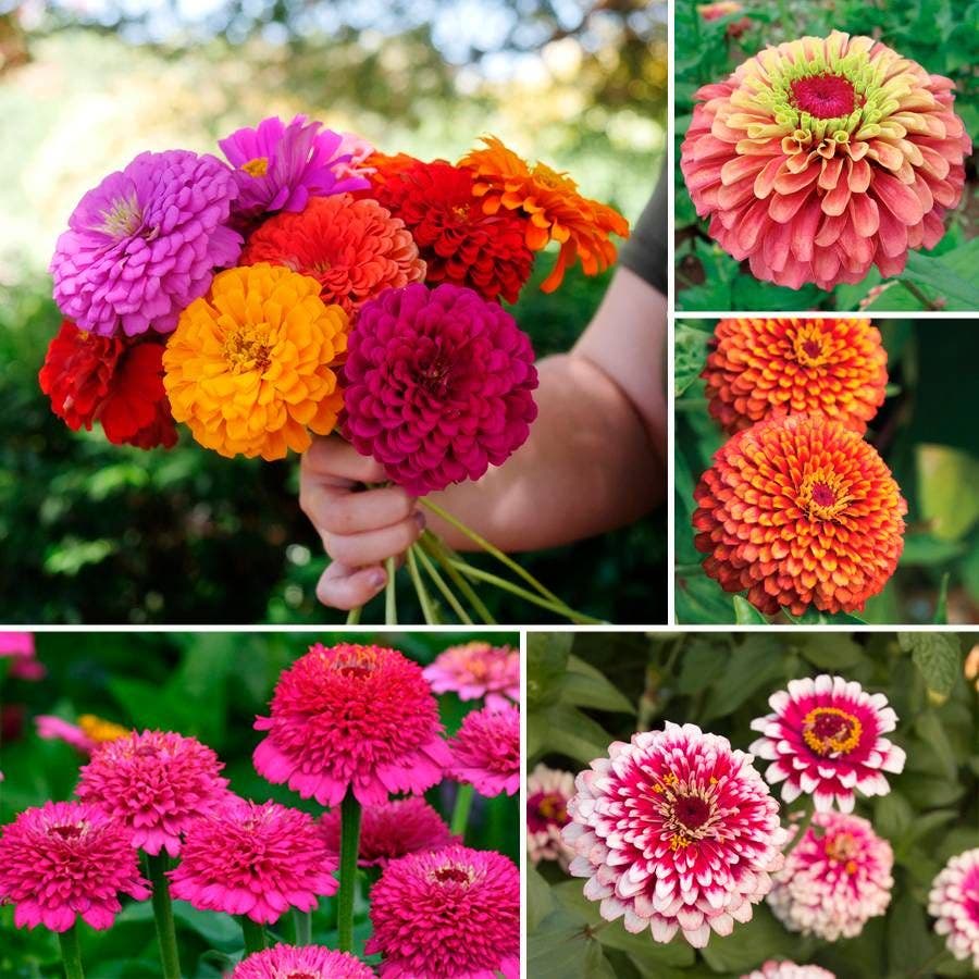seeds for cutting garden Park's Zinnias for Cutting Seed Collection – Park Seed