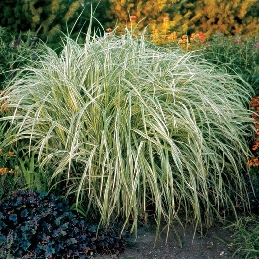 Miscanthus 'Dixieland'