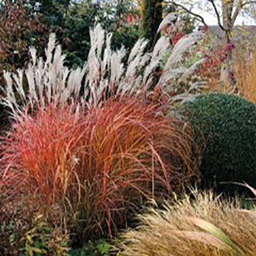 Miscanthus 'Fire Dragon'®