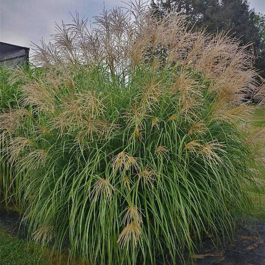Miscanthus 'Fat Cat'