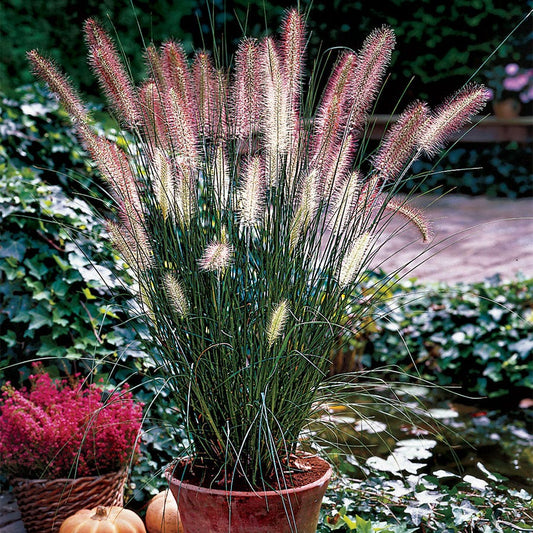 Pennisetum 'Hamlen'