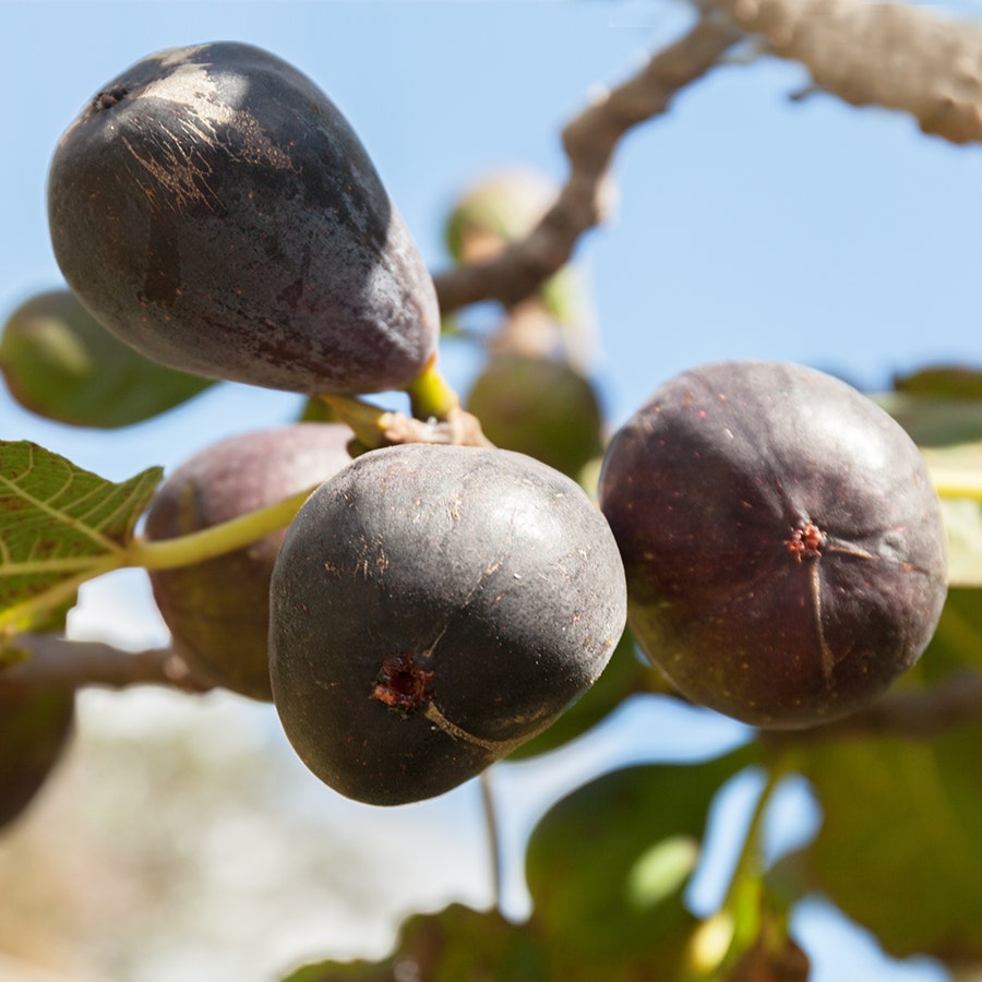 Ficus Neverella Fig