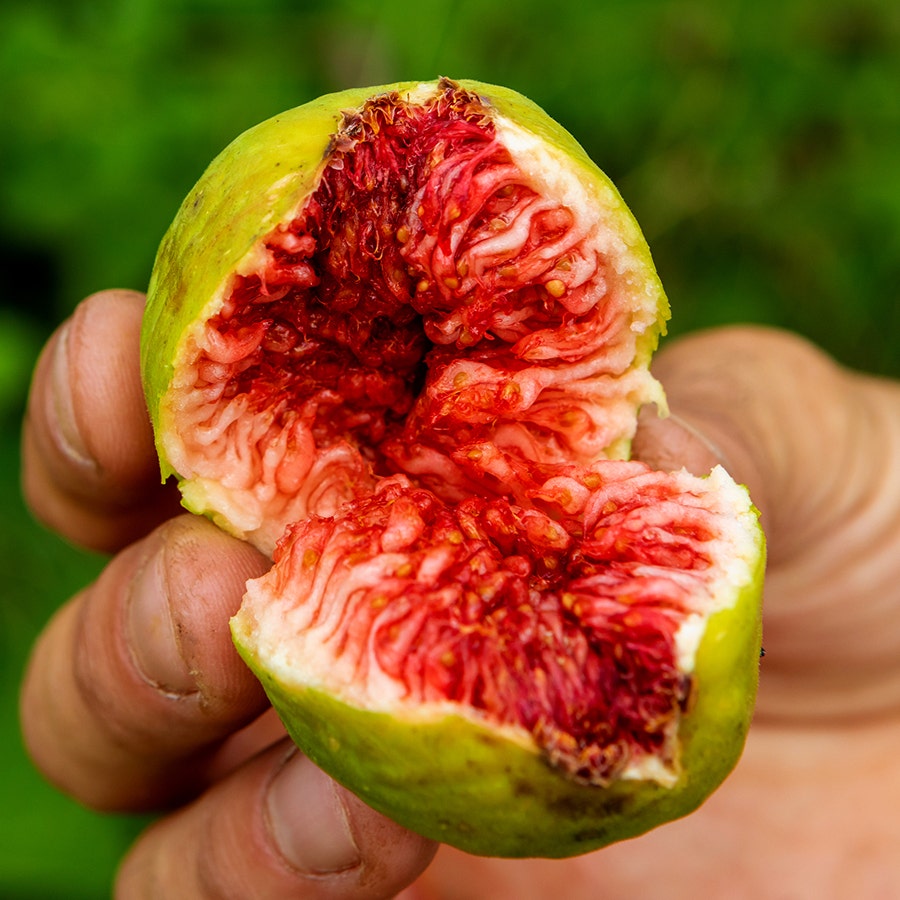 Stella Fig Tree™