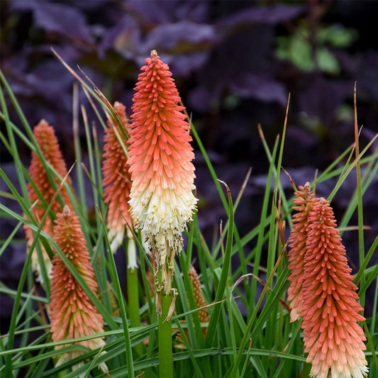 Kniphofia High Roller