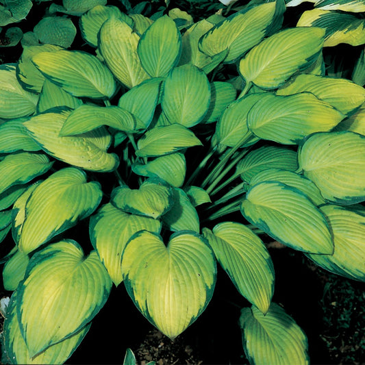 Hosta 'Gold Standard'