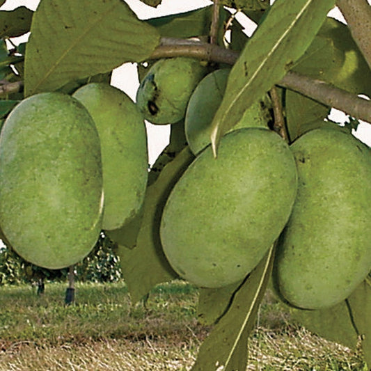 Asimina Paw Paw Shenandoah