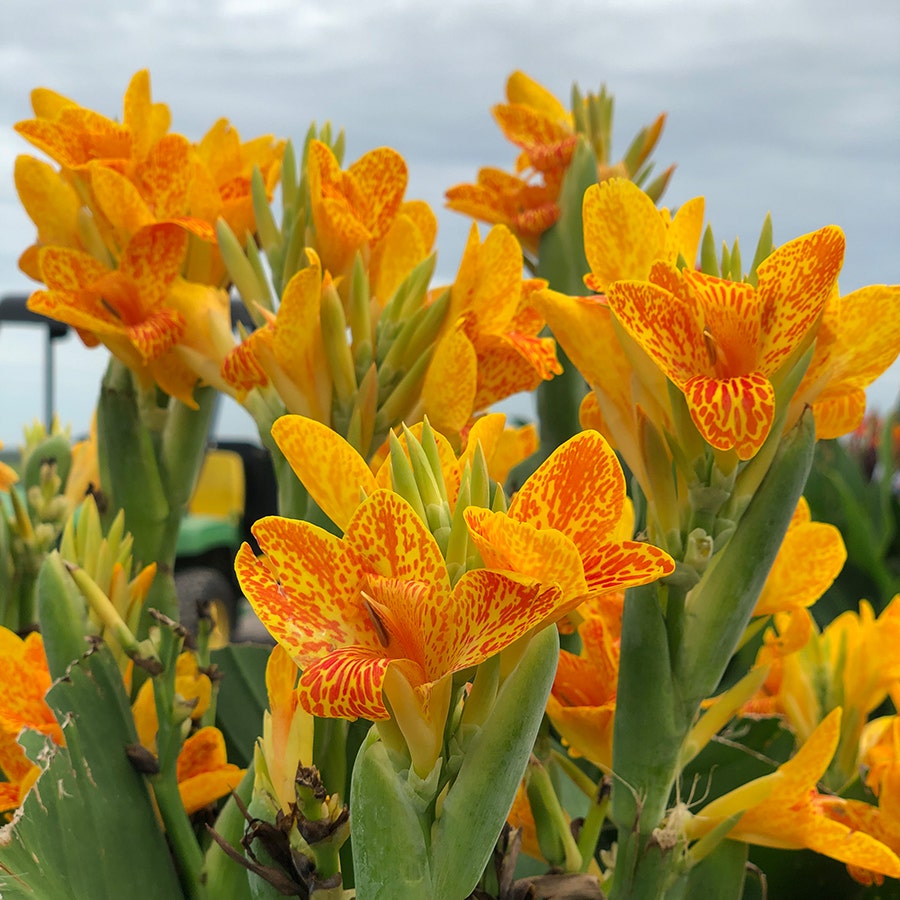 canna lily flower bulbs 'Tenerife' Canna Lily Bulbs