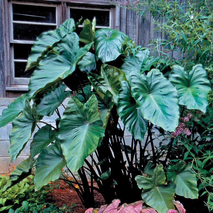where to plant black elephant ears Colocasia Black Stem Elephant Ear Bulb – Park Seed