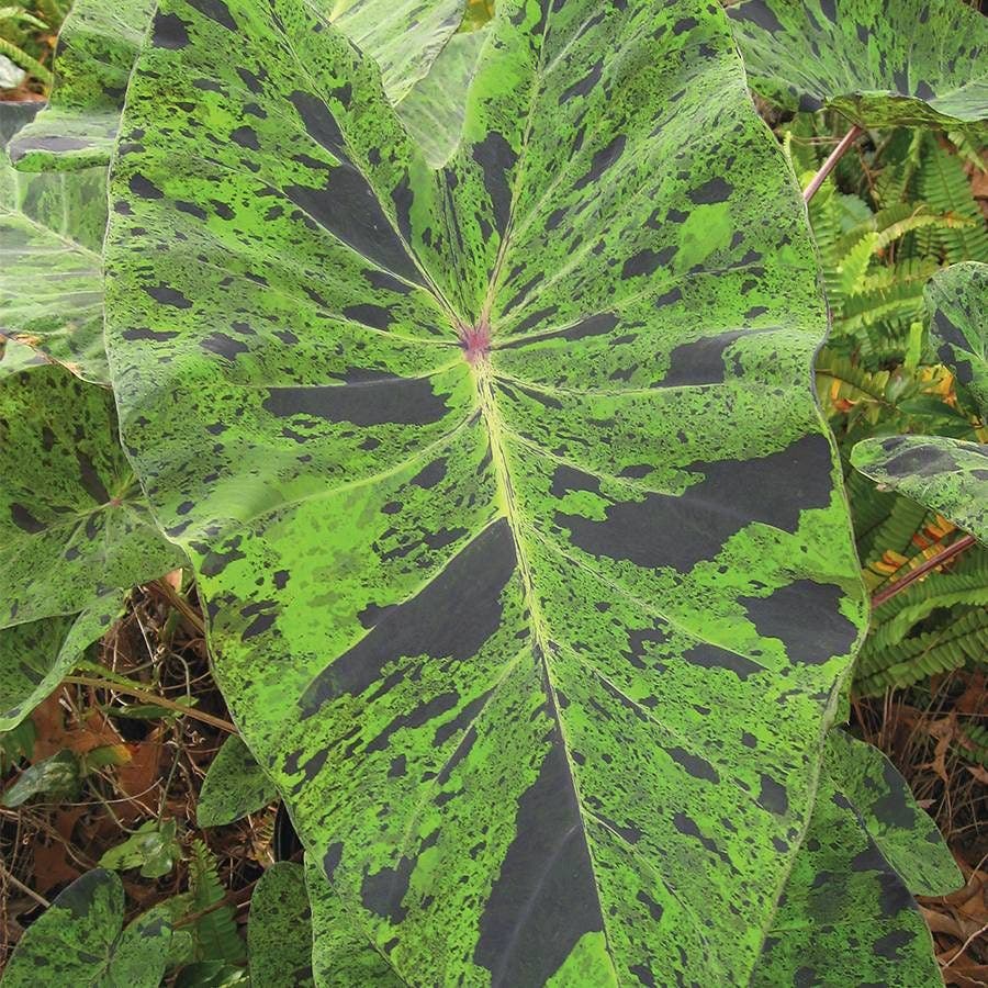 'Mojito' Elephant Ear Bulb