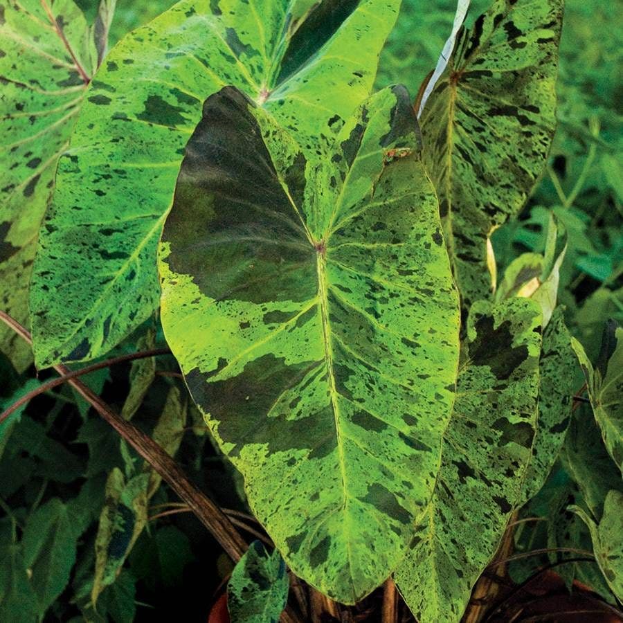 'Mojito' Elephant Ear Bulb
