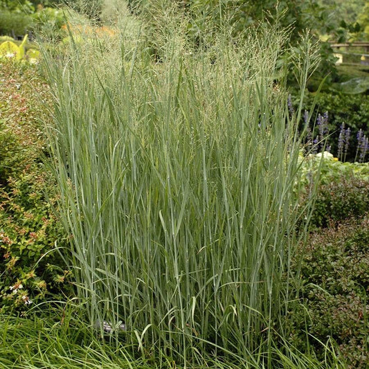 Panicum 'Heavy Metal'
