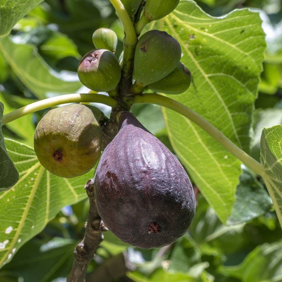 fig plant from seed Fig Chicago Hardy