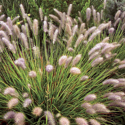 Pennisetum 'Red Head'