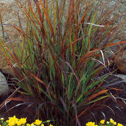 Panicum 'Cheyenne Sky'