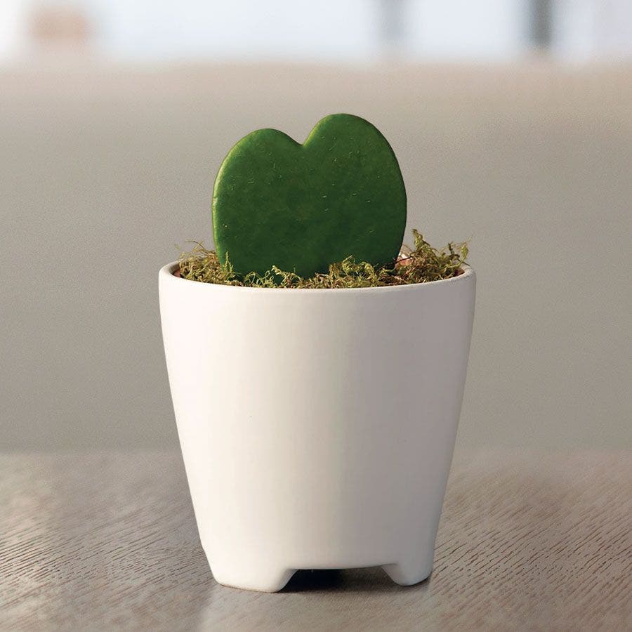Hoya Heart Succulent Gift