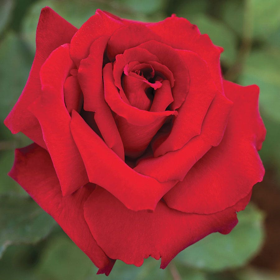 hybrid tea rose seeds Love's Promise™ Hybrid Tea Rose