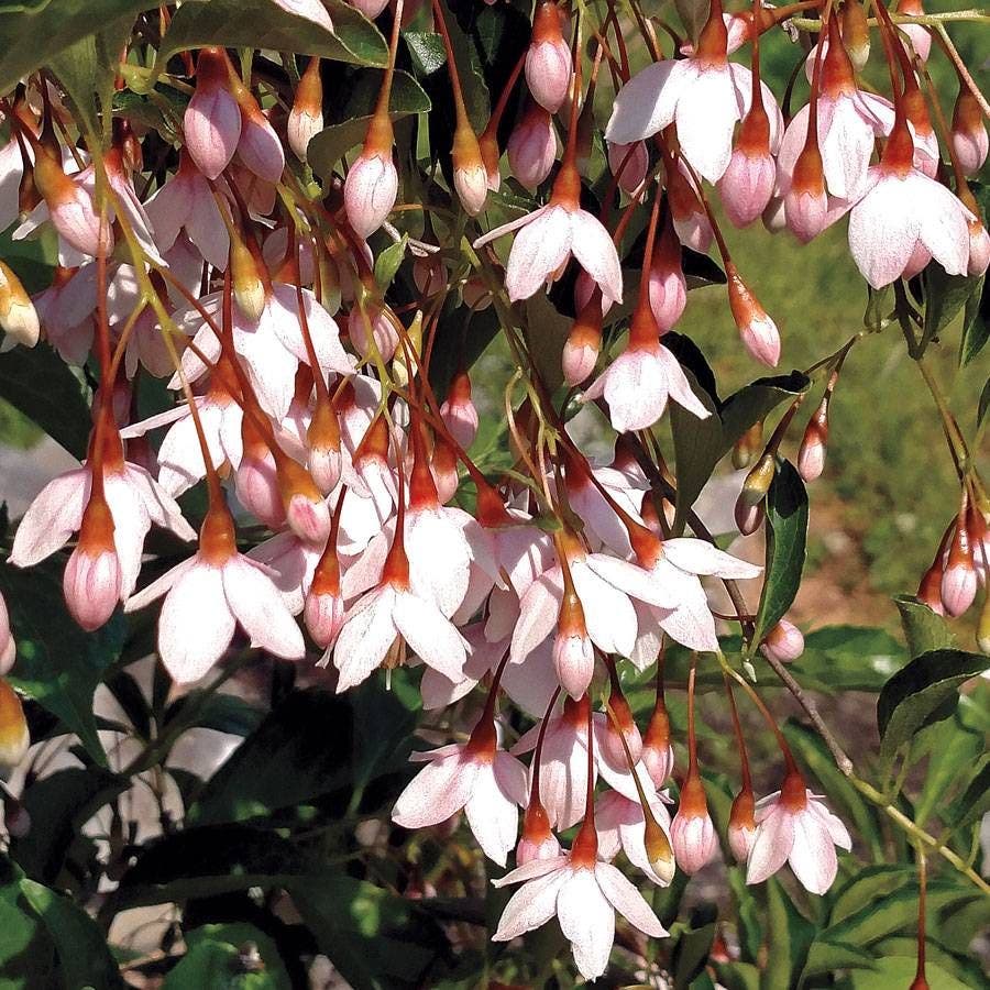 Marley's Pink® Japanese Snowbell