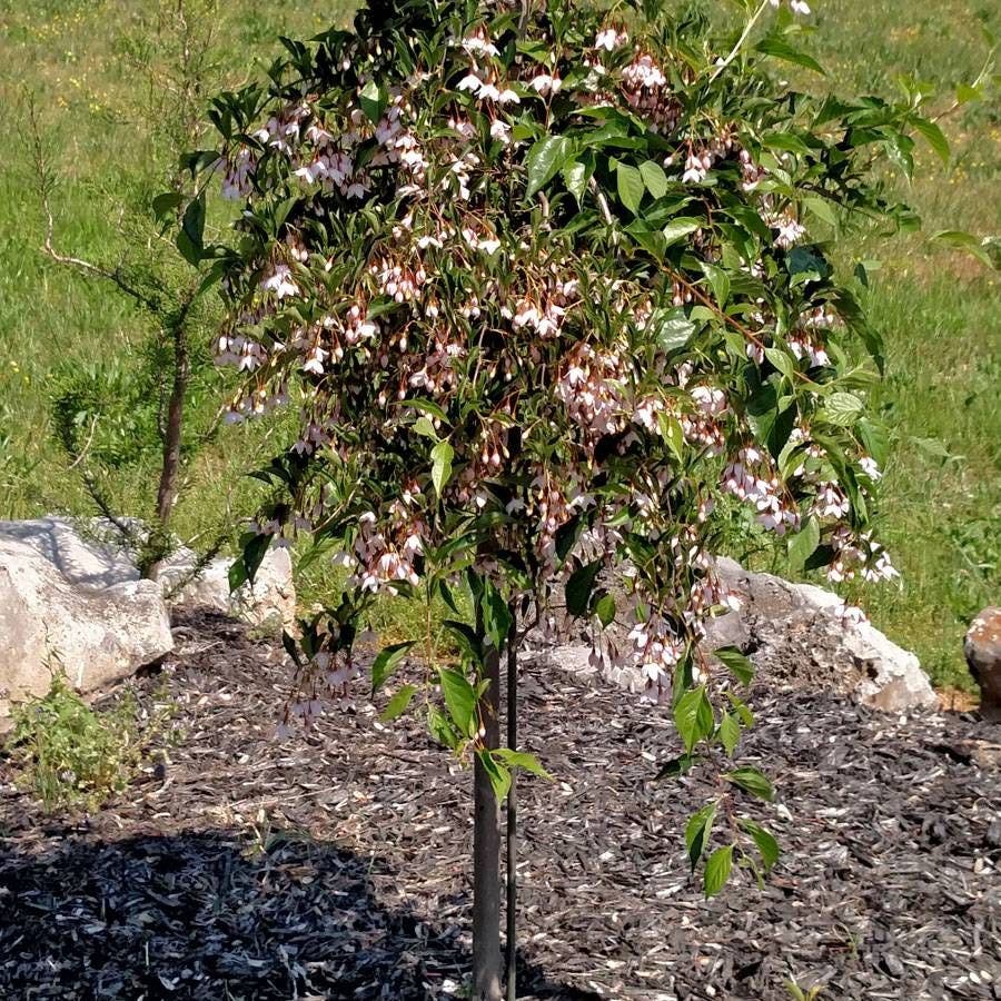 Marley's Pink® Japanese Snowbell