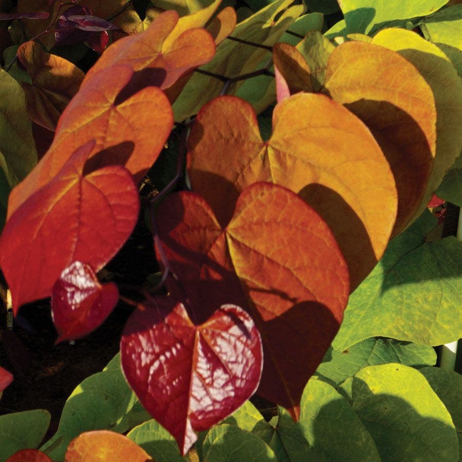 Flame Thrower® Redbud