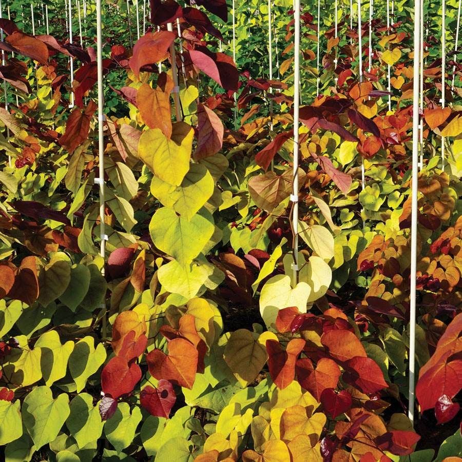 Flame Thrower® Redbud