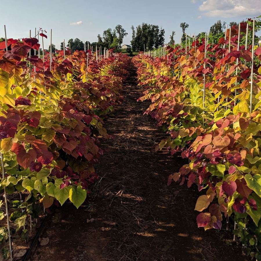 Flame Thrower® Redbud