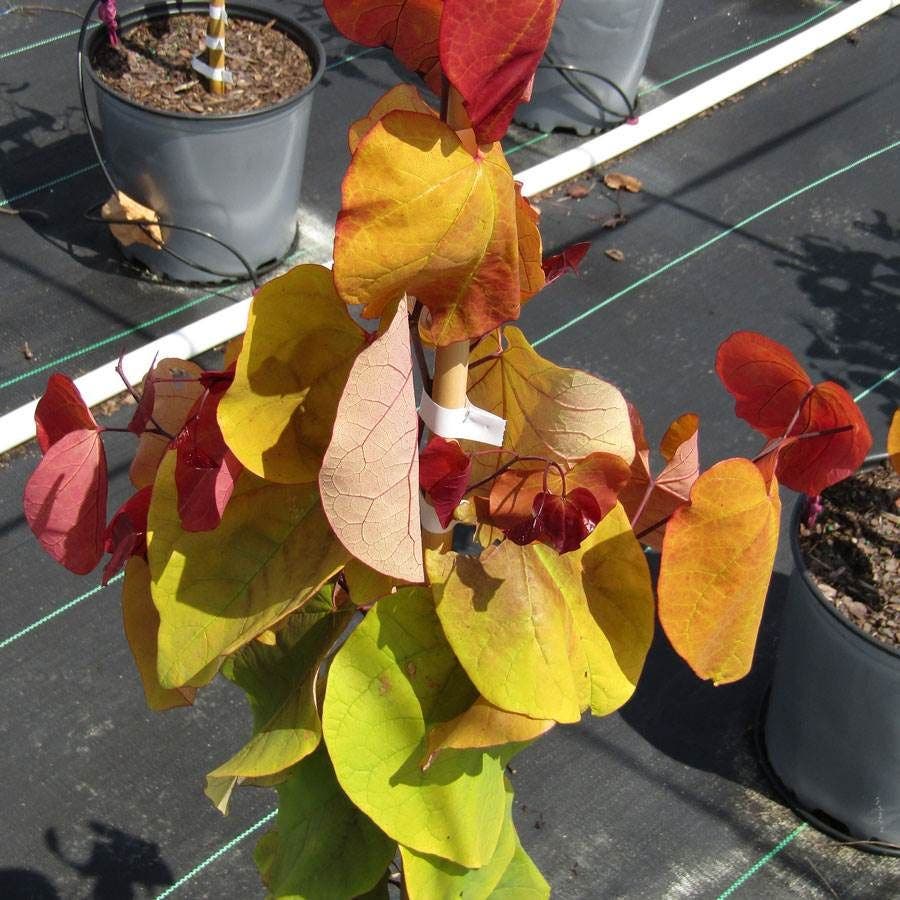 Flame Thrower® Redbud