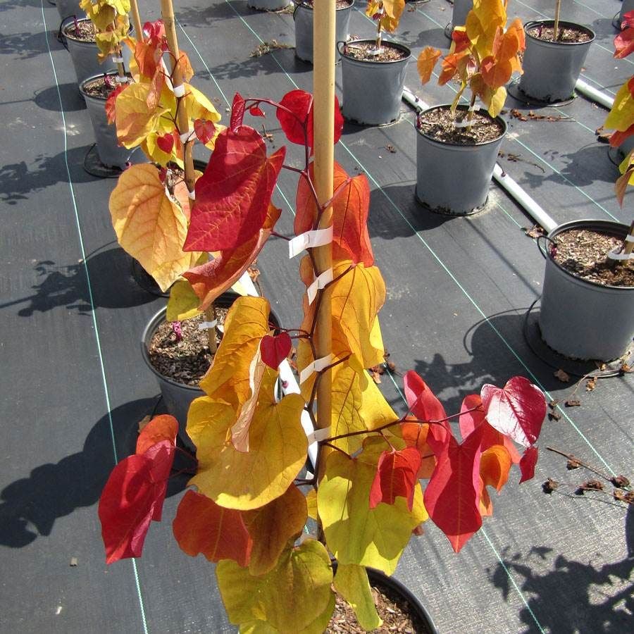 Flame Thrower® Redbud