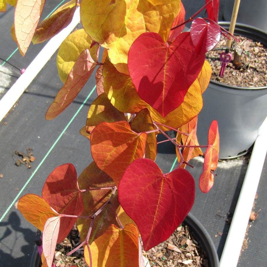 Flame Thrower® Redbud