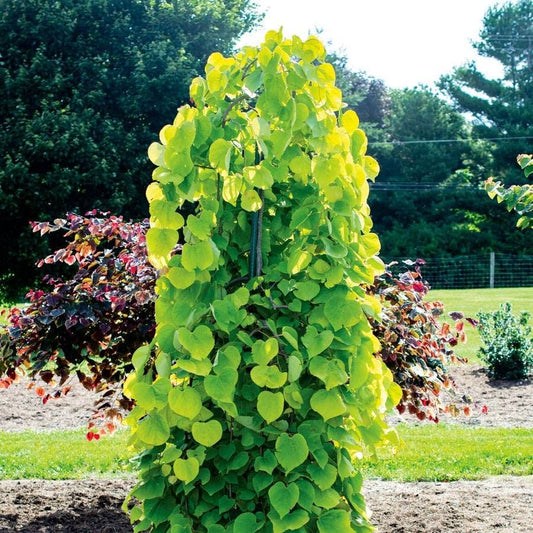 Cercis Golden Falls®