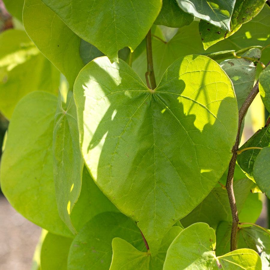 Cercis Golden Falls®