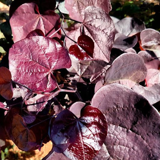 Cercis 'JN16' Black Pearl™