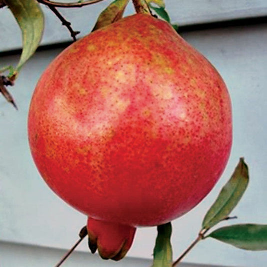 Punica 'Parfianka' Pomegranate