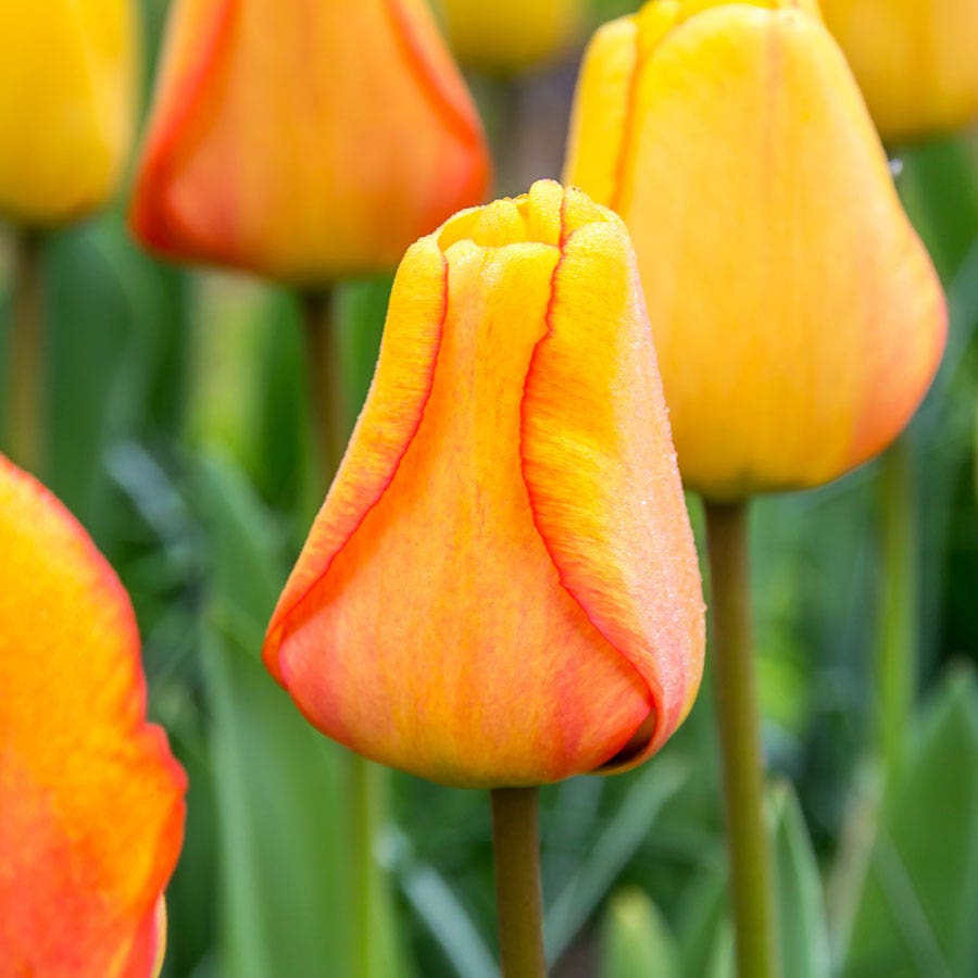 'Blushing Apeldoorn' Tulip Bulbs