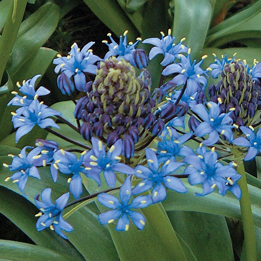 Squill Bulbs