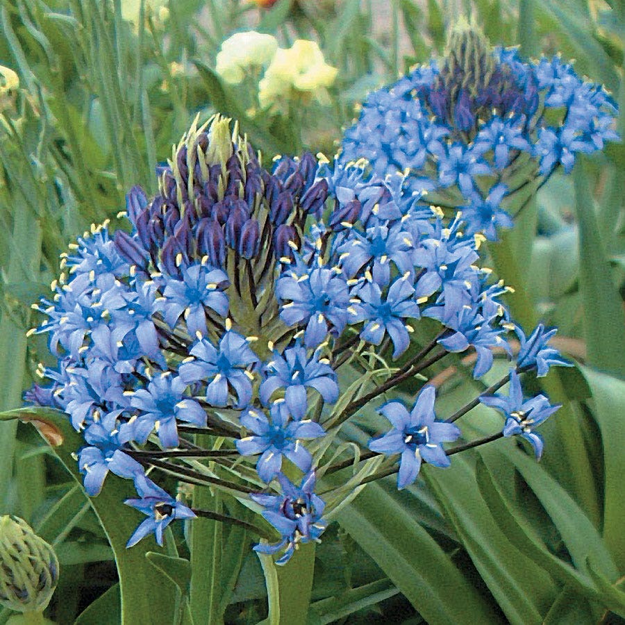 Squill Bulbs