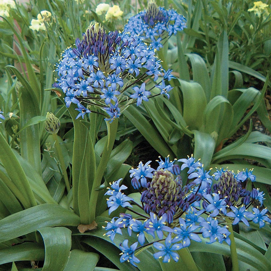 Squill Bulbs