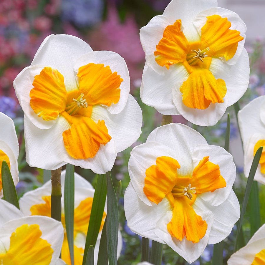 'Tricollet' Daffodil Bulbs
