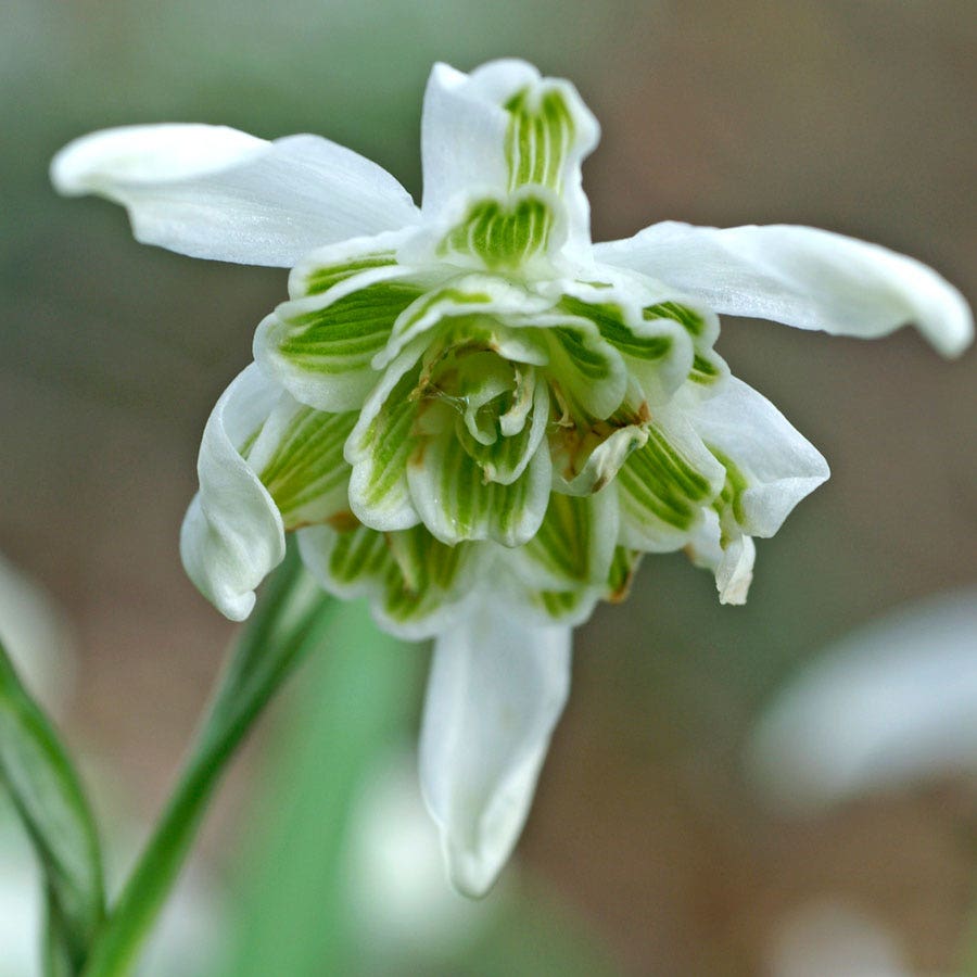snowdrop flower seeds 'Hippolyta' Snowdrop Bulbs