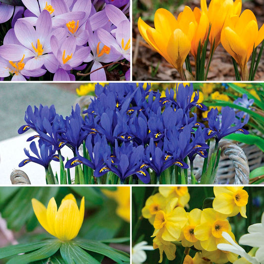 Bee & Bumblebee 'Honey Heaven' Bulb Blend