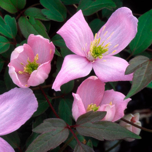 Clematis 'Elizabeth'