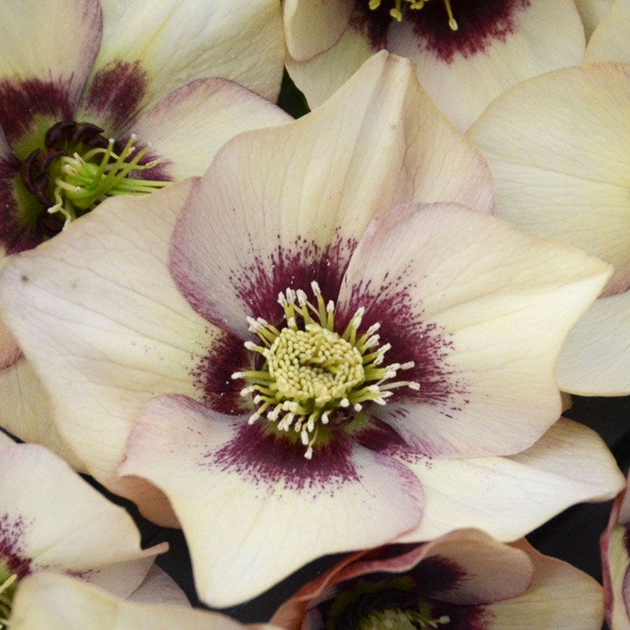 Helleborus 'Sandy Shores' HONEYMOON® Series