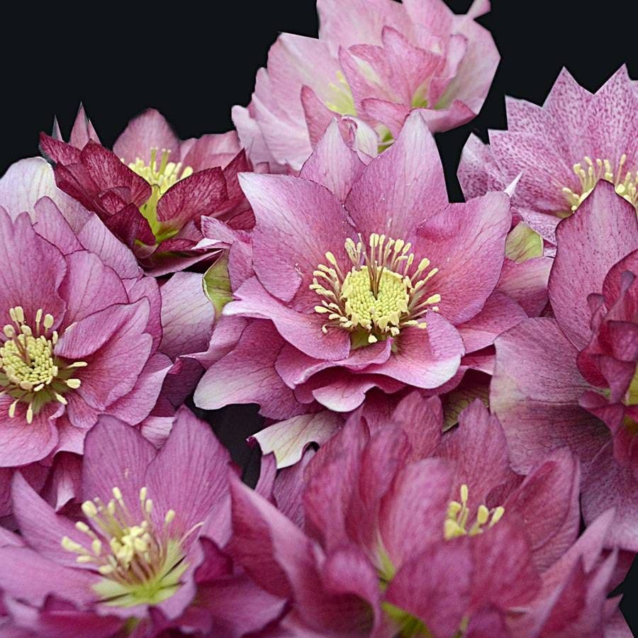 Helleborus 'Maid of Honor' WEDDING PARTY® Series
