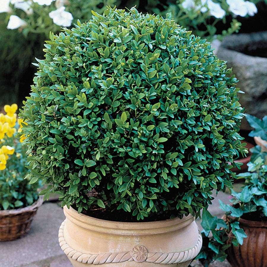 'Green Velvet' Boxwood