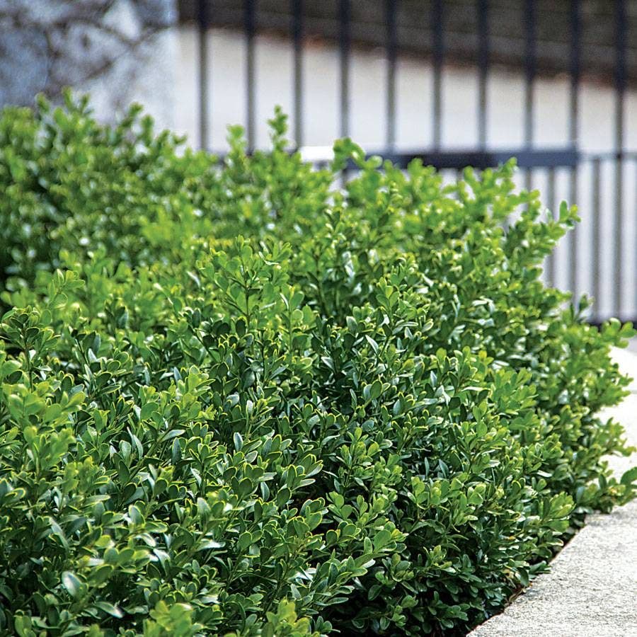 'Green Velvet' Boxwood
