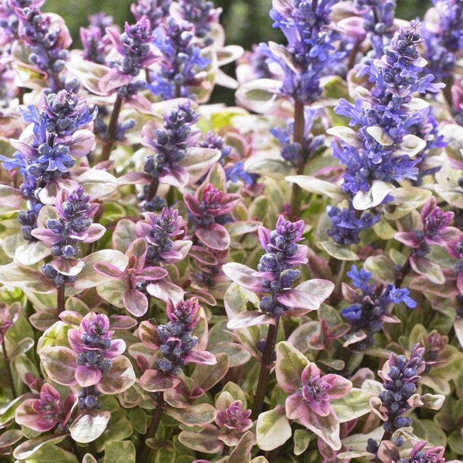 Ajuga Princess Nadia