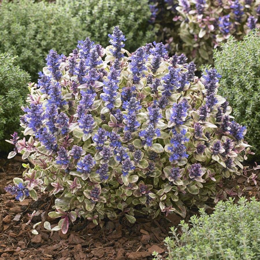 Ajuga Princess Nadia